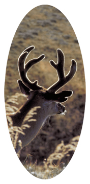 Gone Hunting (Deer)